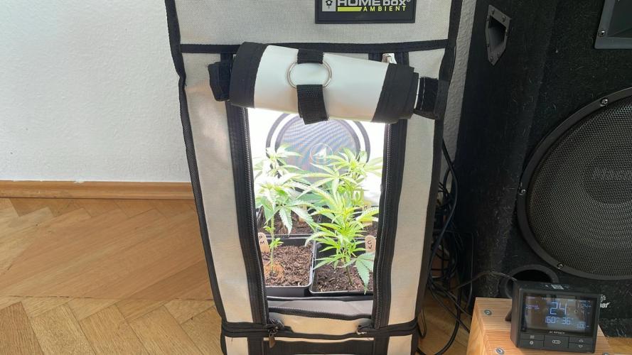 Cap Junky - Micro Grow. Week 2