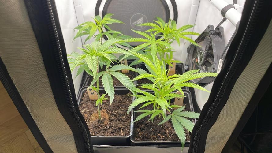 Blueberry Muffin - Micro Grow. Week 2 - Front: Permanent n Cap