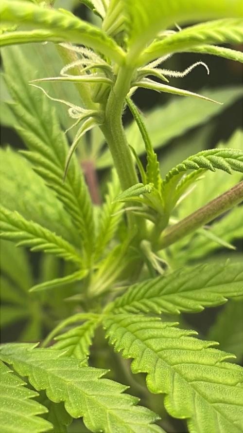 Cap Junky - Micro Grow. Week 2