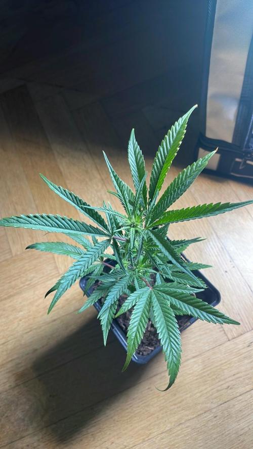 Cap Junky - Micro Grow. Week 3