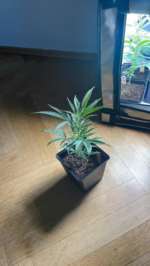 Cap Junky - Micro Grow. Week 3