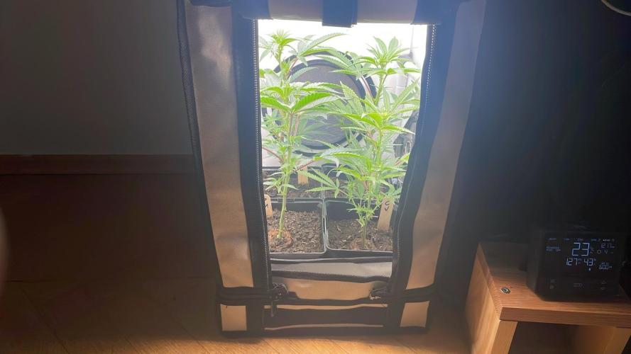 Cap Junky - Micro Grow. Week 3