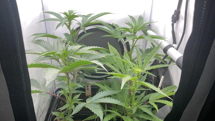 Cap Junky - Micro Grow. Week 3