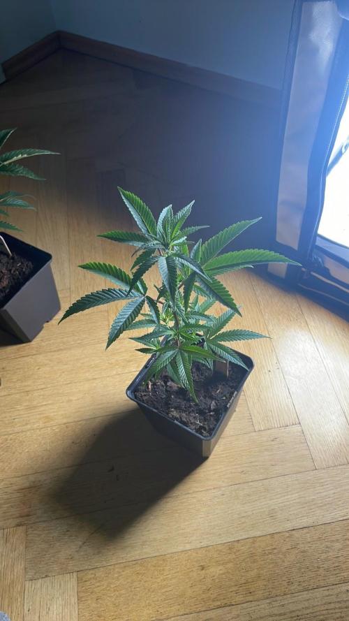 Blueberry Muffin - Micro Grow. Week 3