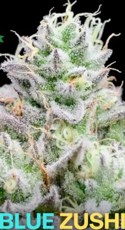 Blue Zushi - Micro Grow. Week 1