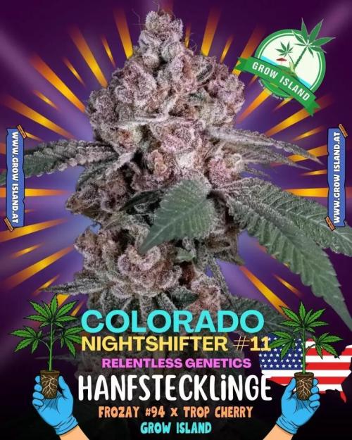 Colorado Nightshifter - Micro Grow. Week 1