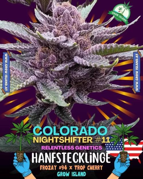 Colorado Nightshifter - Micro Grow. Week 1