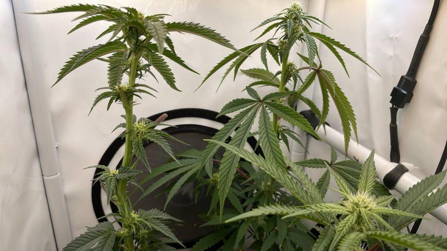 Cap Junky - Micro Grow. Week 4