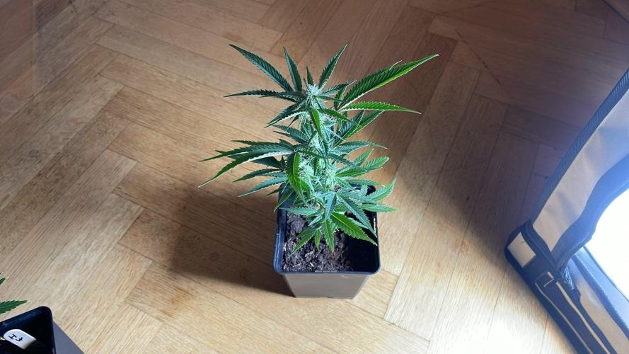 Cap Junky - Micro Grow. Week 4