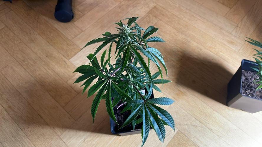 Hollywood - Micro Grow. Week 4 - needs water