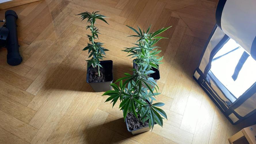 Hollywood - Micro Grow. Week 4