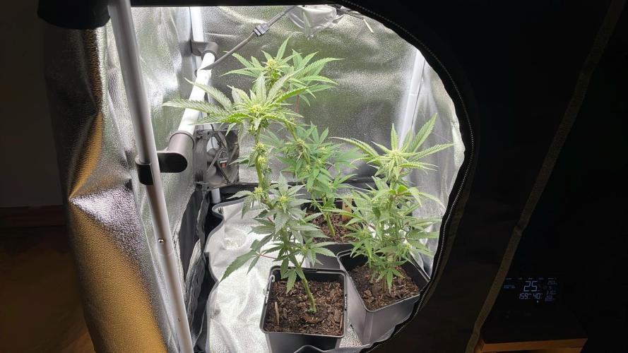 Permanent Marker - Micro Grow. Week 4 - better now