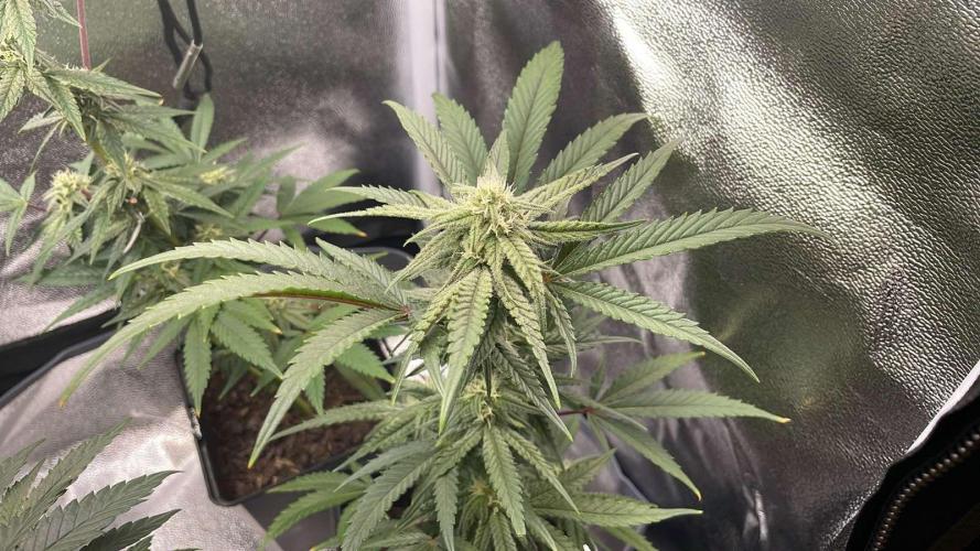 Cap Junky - Micro Grow. Week 5 - cap junky