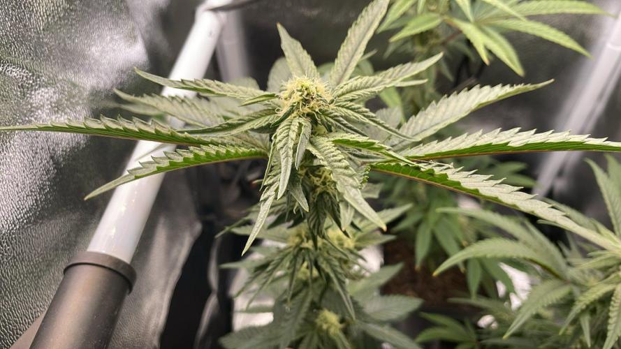 Permanent Marker - Micro Grow. Week 5 - permanent marker