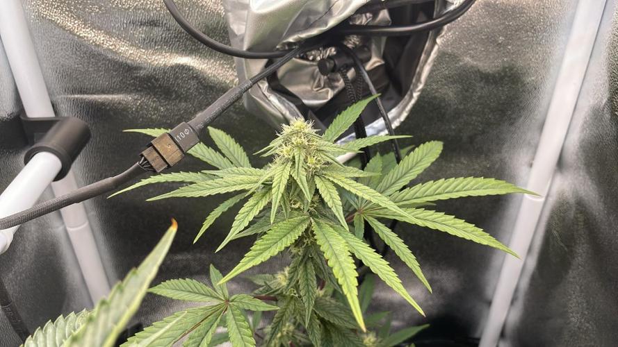 Hollywood - Micro Grow. Week 5 - hollywood