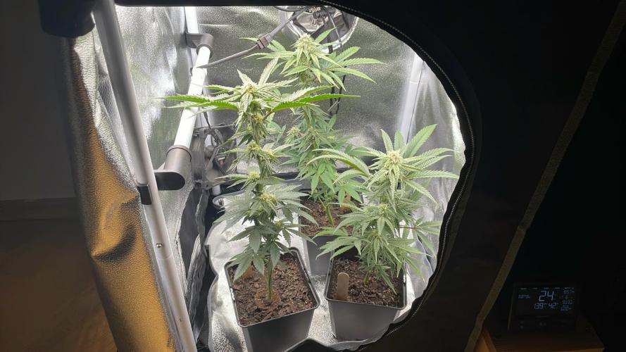 Hollywood - Micro Grow. Week 5