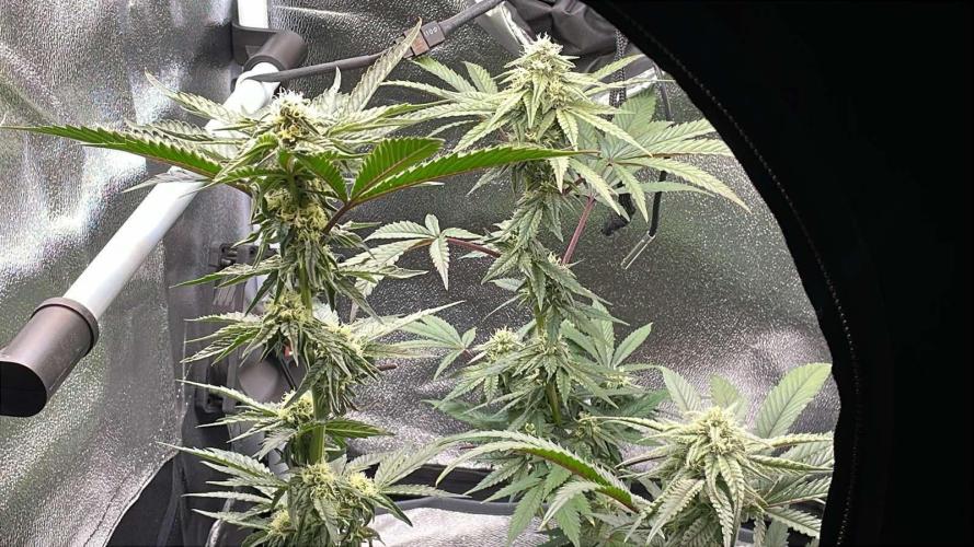 Hollywood - Micro Grow. Week 5 - 12.12.25