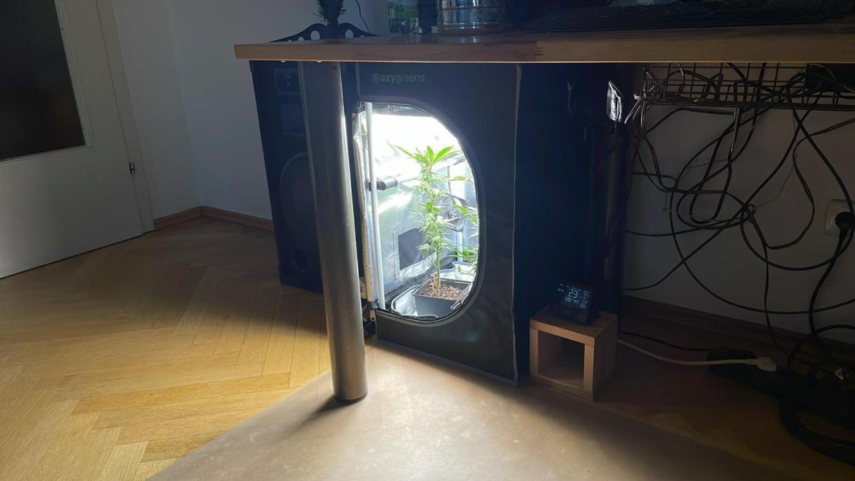 Permanent Chimera - MicroGrow. Week 1