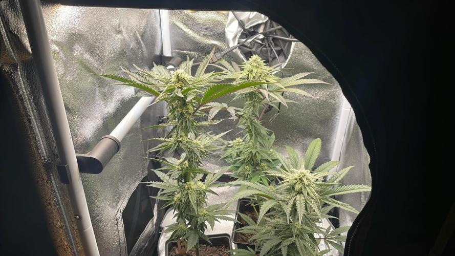 Hollywood - Micro Grow. Week 6