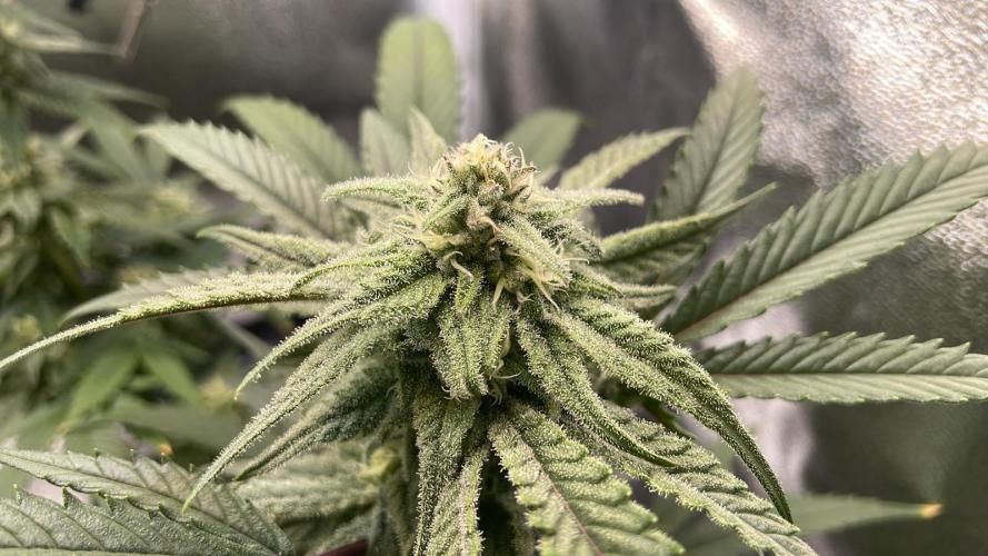 Cap Junky - Micro Grow. Week 6 - Cap Junky