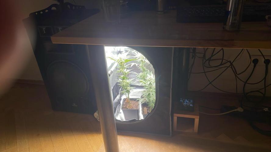 Permanent Marker - Micro Grow. Week 6