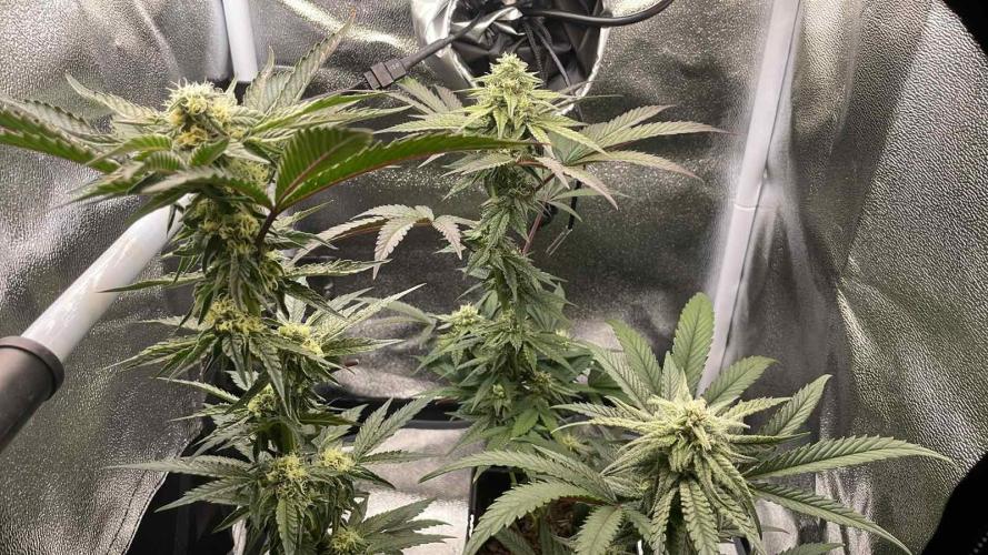 Permanent Marker - Micro Grow. Week 6