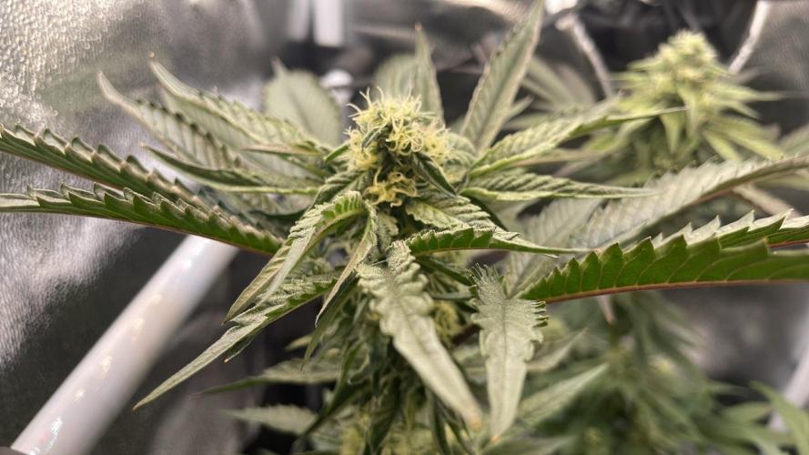 Permanent Marker - Micro Grow. Week 6 - Permanent Marker