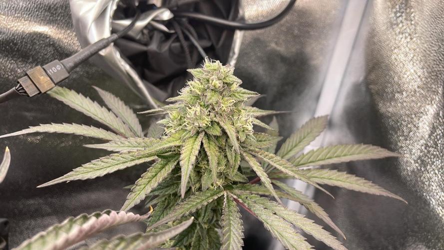 Hollywood - Micro Grow. Week 7