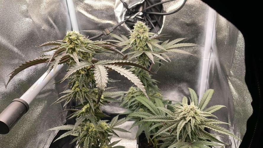 Hollywood - Micro Grow. Week 7