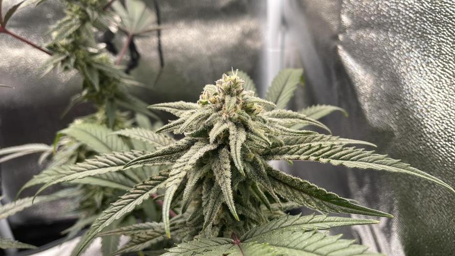 Cap Junky - Micro Grow. Week 7