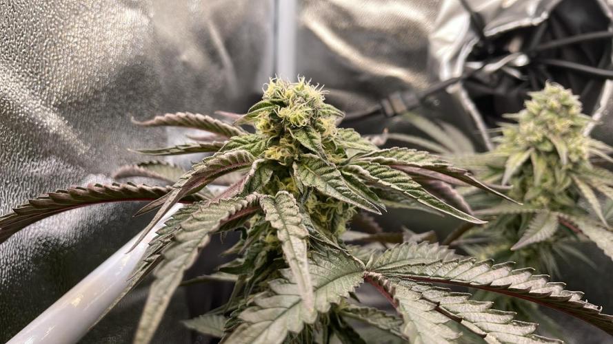 Permanent Marker - Micro Grow. Week 7