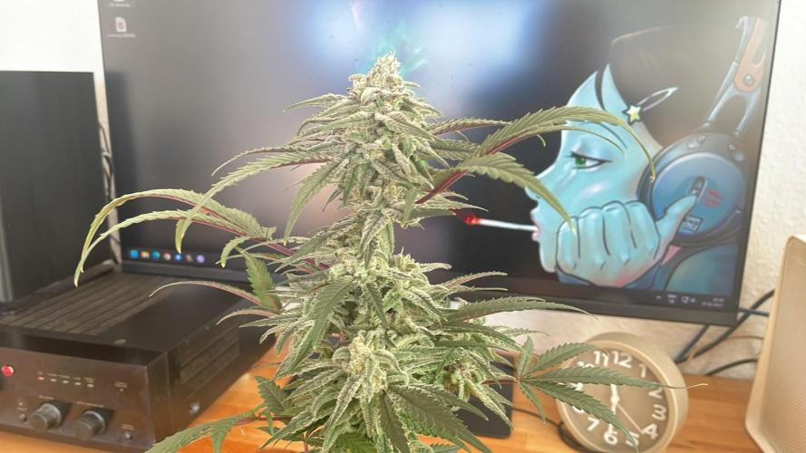 Cap Junky - Micro Grow. Week 8