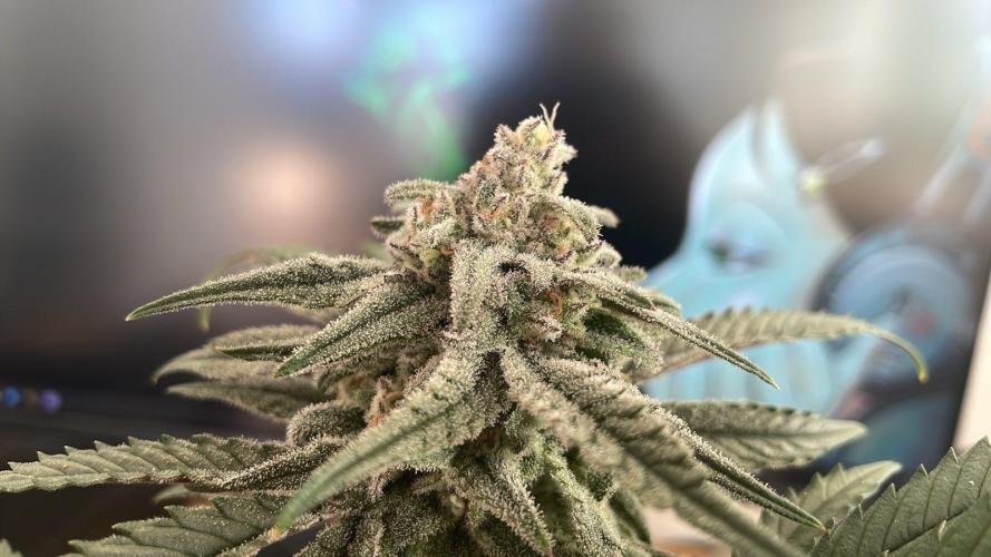 Cap Junky - Micro Grow. Week 8