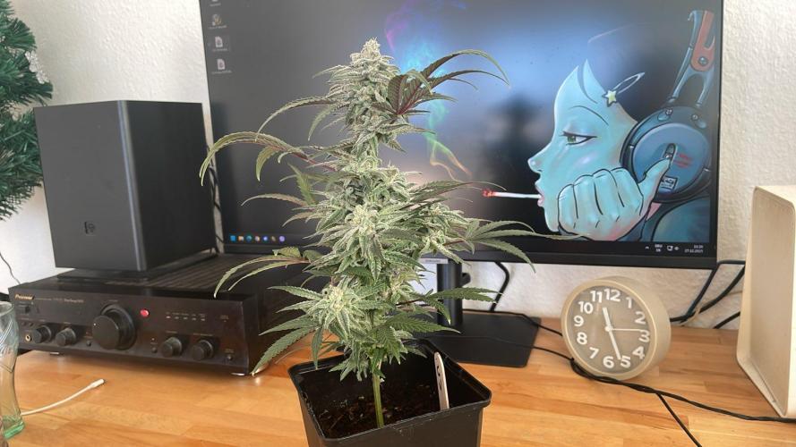 Cap Junky - Micro Grow. Week 8