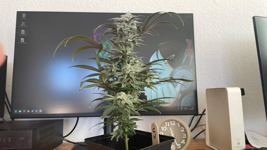 Cap Junky - Micro Grow. Week 8