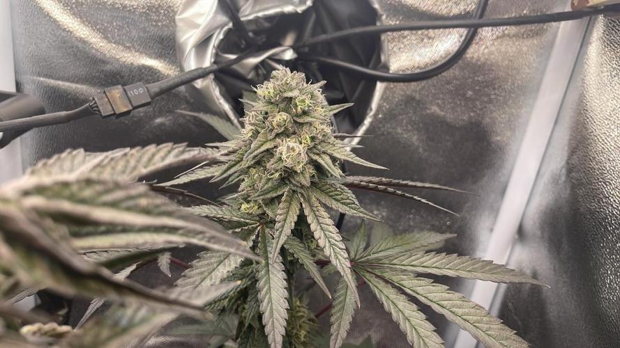 Hollywood - Micro Grow. Week 8