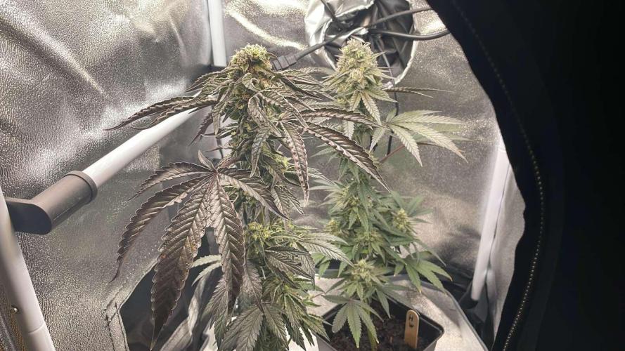 Hollywood - Micro Grow. Week 8