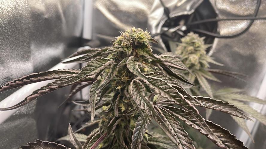 Permanent Marker - Micro Grow. Week 8 - overfed