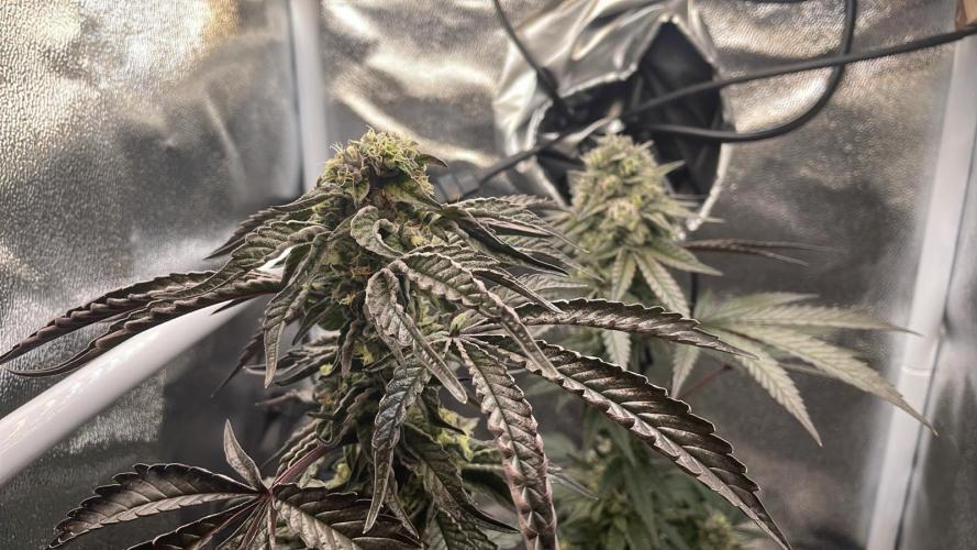 Permanent Marker - Micro Grow. Week 8