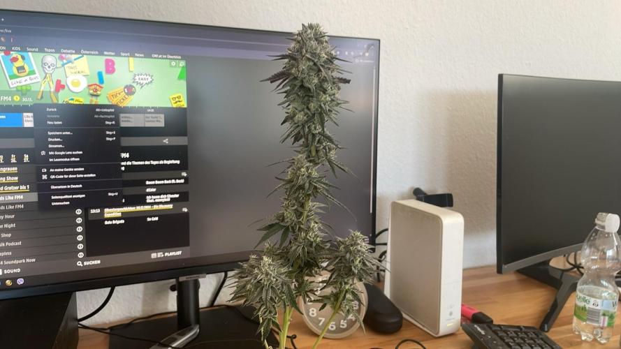 Hollywood - Micro Grow. Week 9