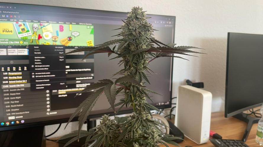 Hollywood - Micro Grow. Week 9