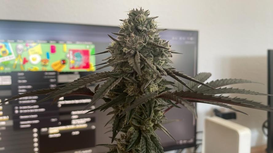 Hollywood - Micro Grow. Week 9