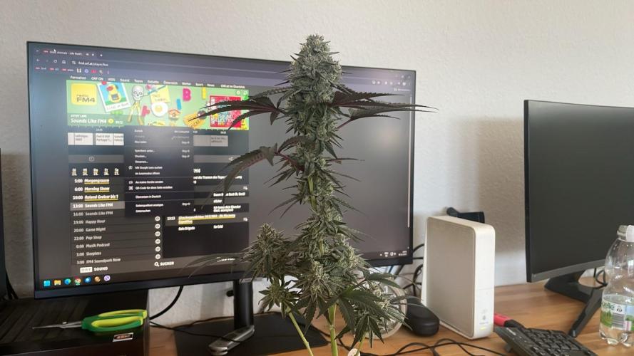 Hollywood - Micro Grow. Week 9