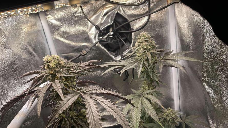 Hollywood - Micro Grow. Week 9