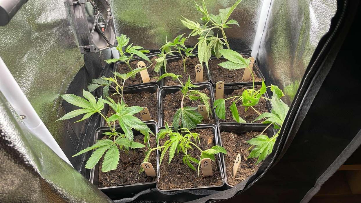 Smackerz - Micro Grow. Week 1