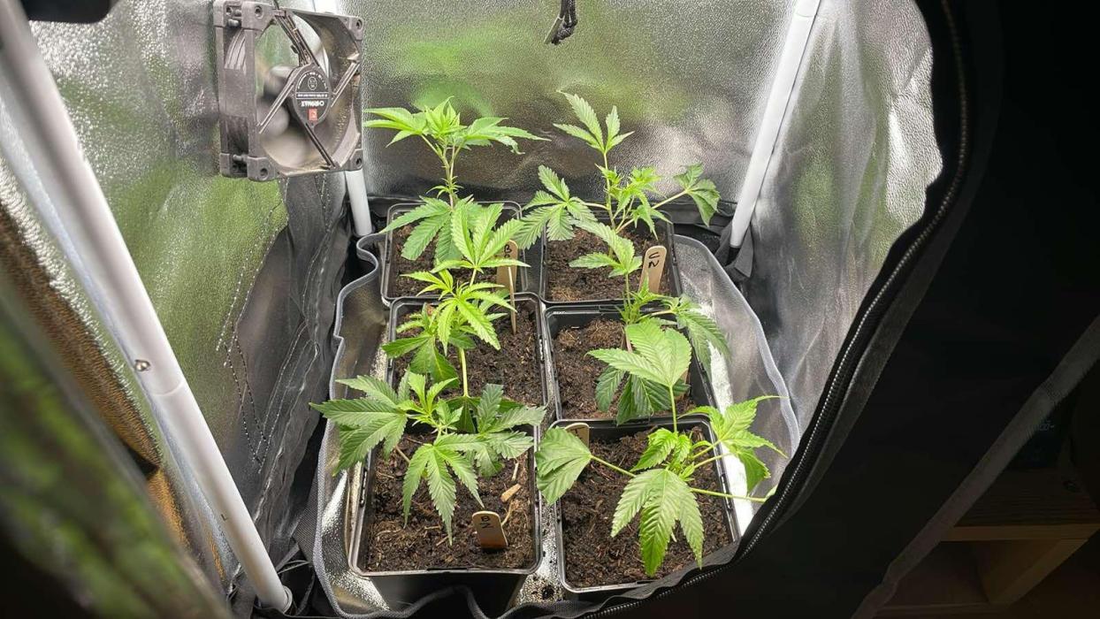 Colorado Nightshifter - MicroGrow. Week 1