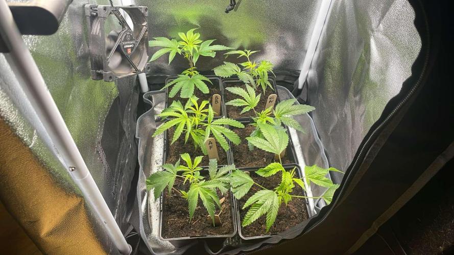 Apple Fritter - MicroGrow. Week 2