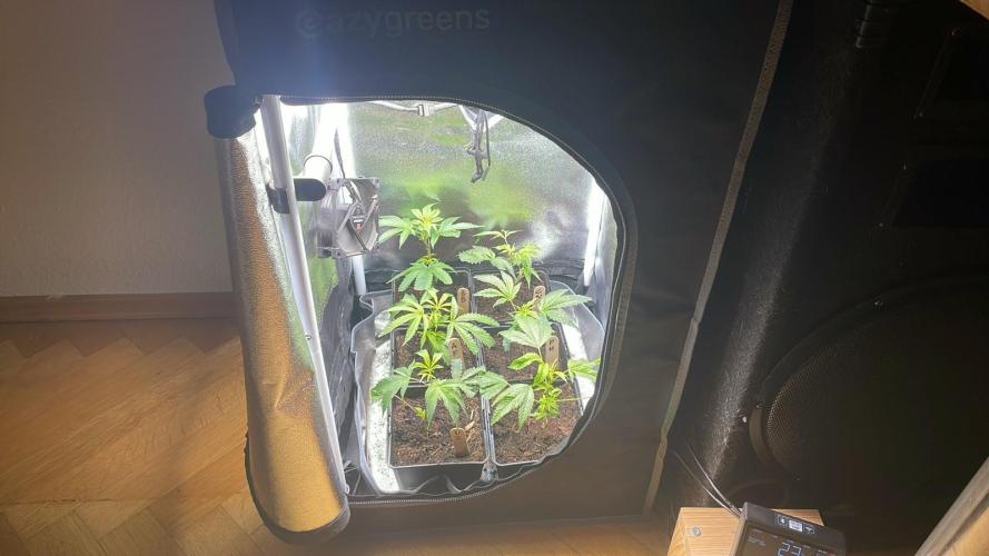 Apple Fritter - MicroGrow. Week 2
