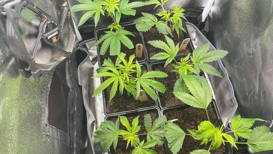 Colorado Nightshifter - MicroGrow. Week 2