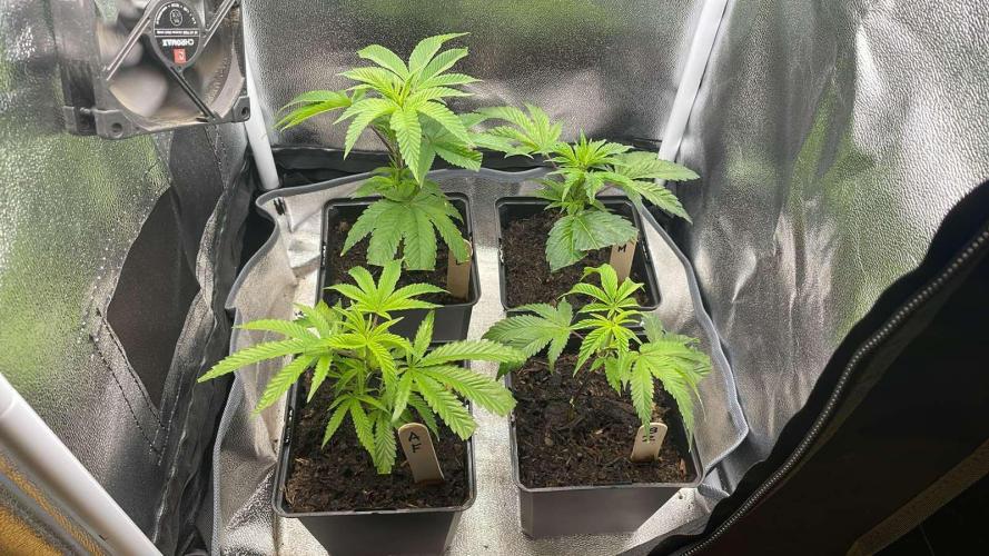 Blue Zushi - MicroGrow. Week 2 - reduced to 4